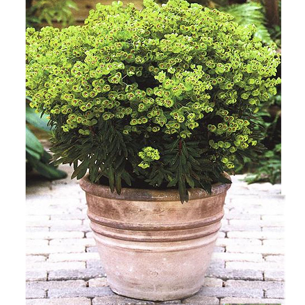 Euphorbia 'Mini Martini'