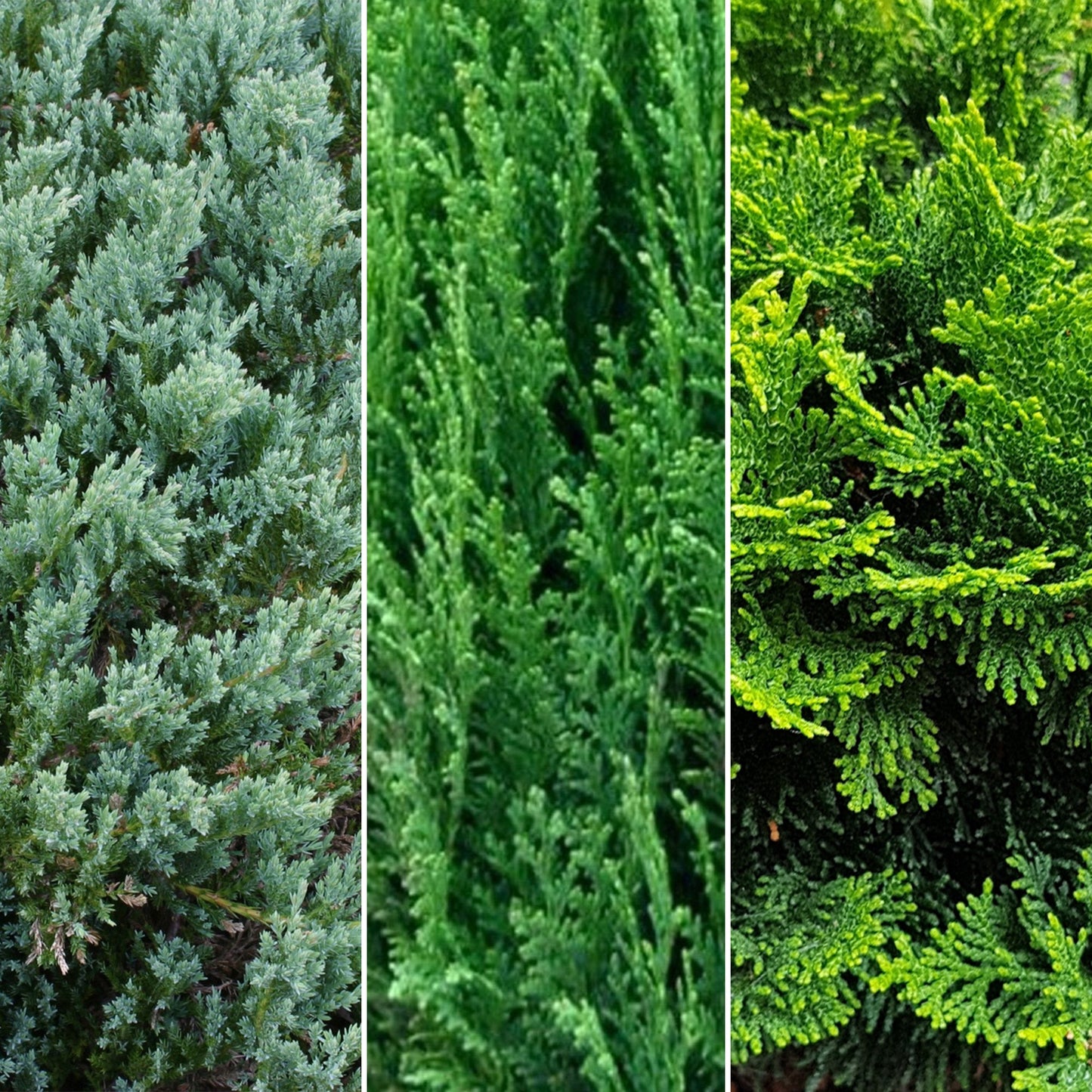 Evergreen Conifer Plant Mix