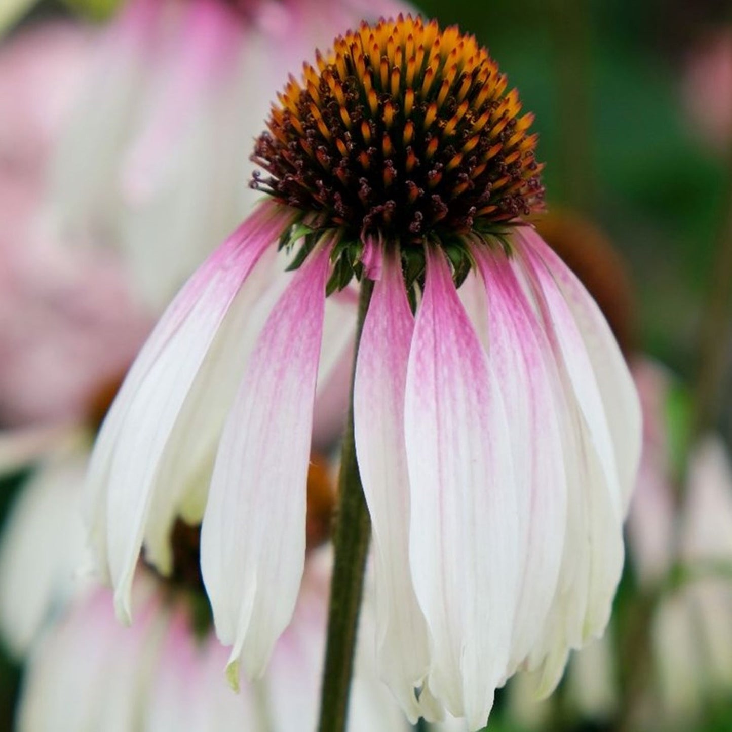 Echinacea 'Pretty Parasols'