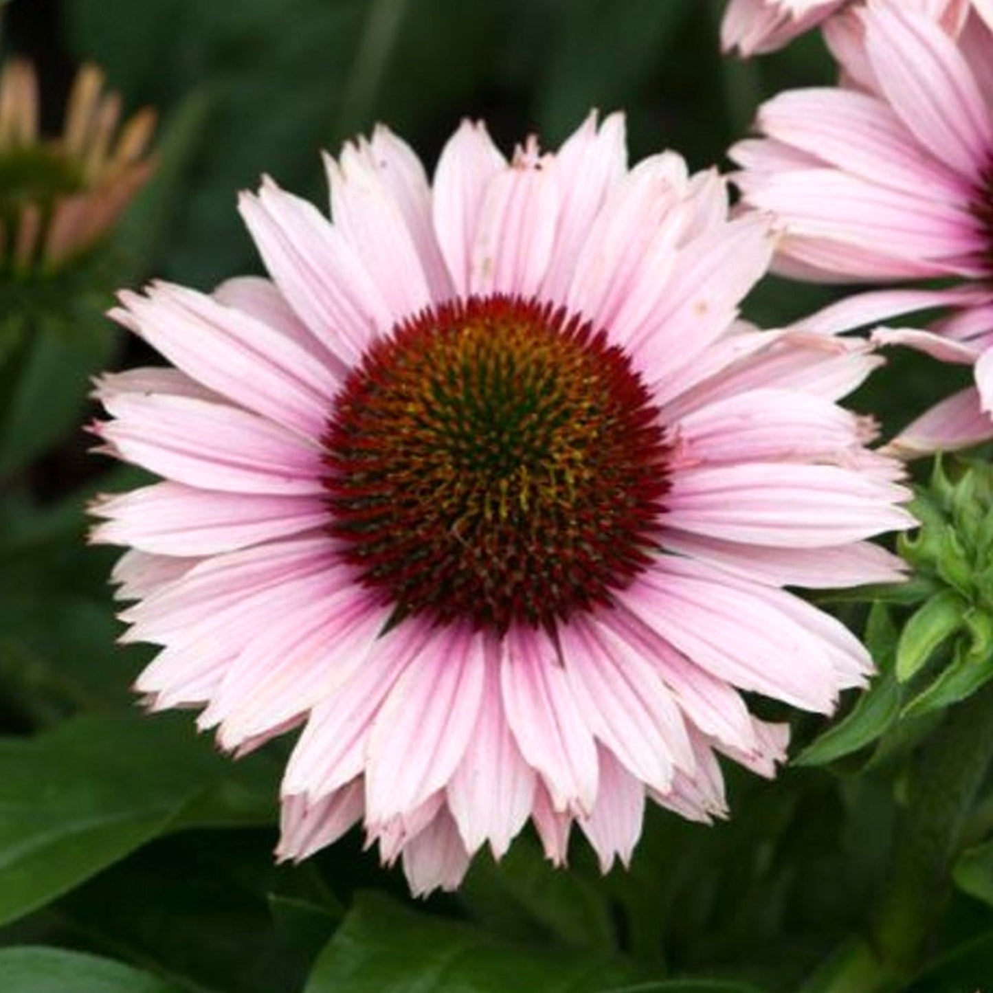 Echinacea 'SunSeekers Salmon'