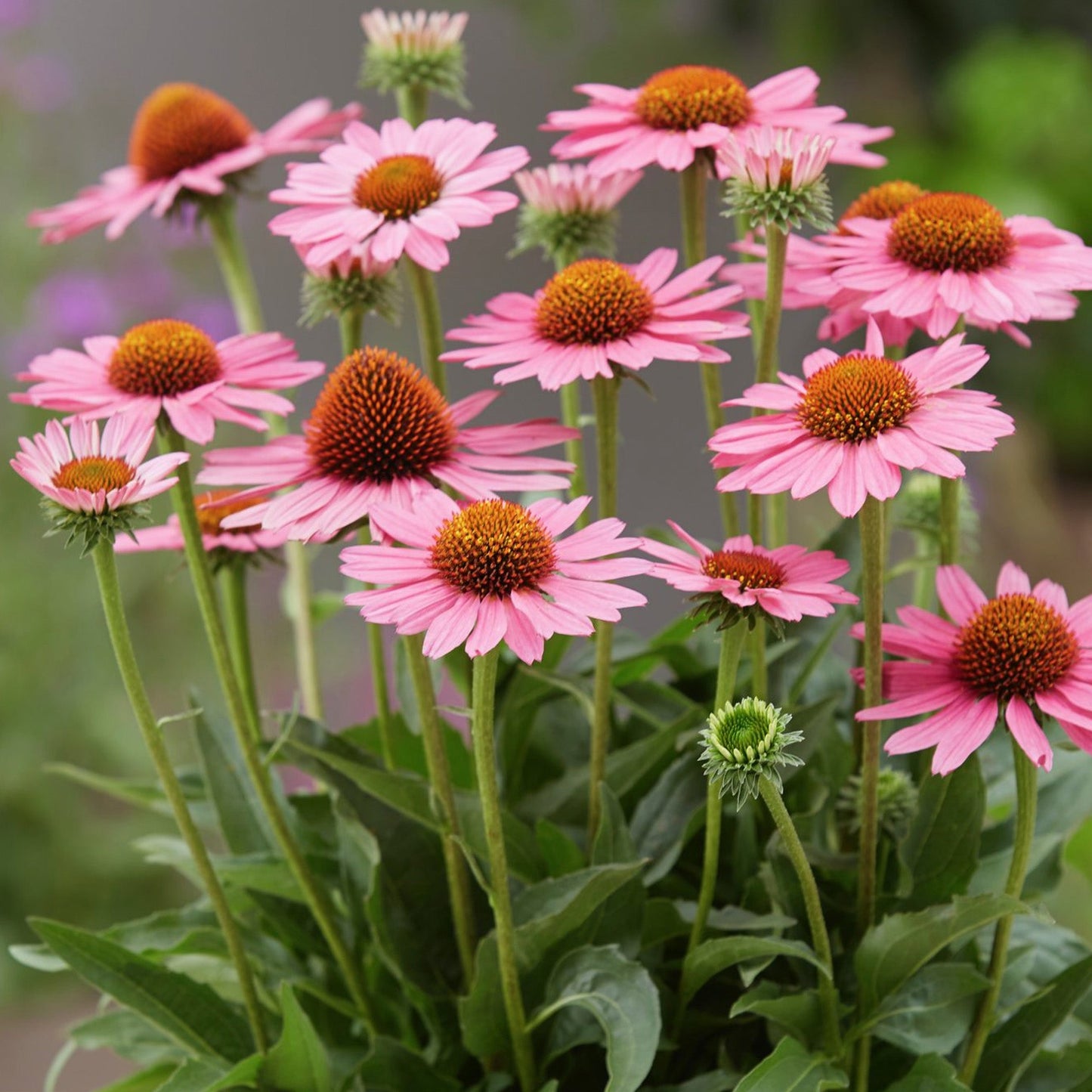 Echinacea 'SunSeekers Pink'