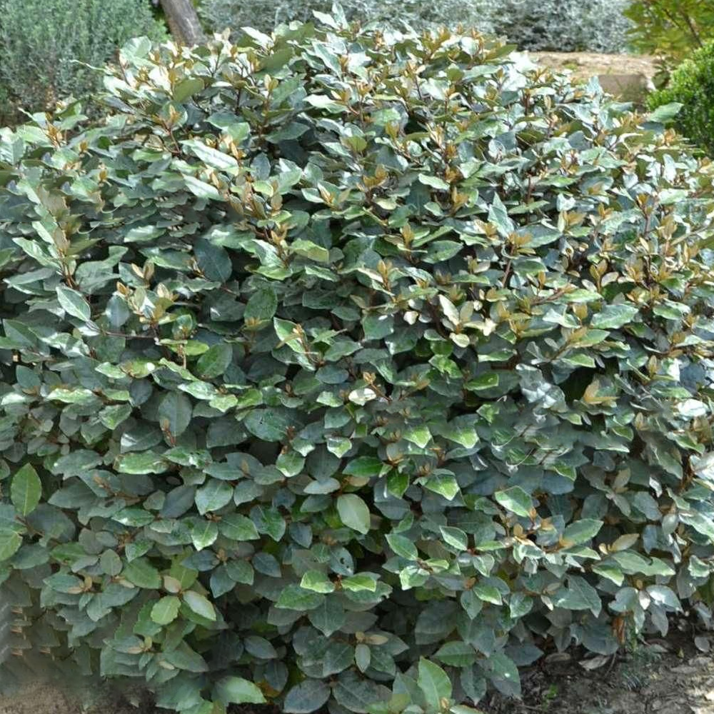 Elaeagnus 'Compacta'