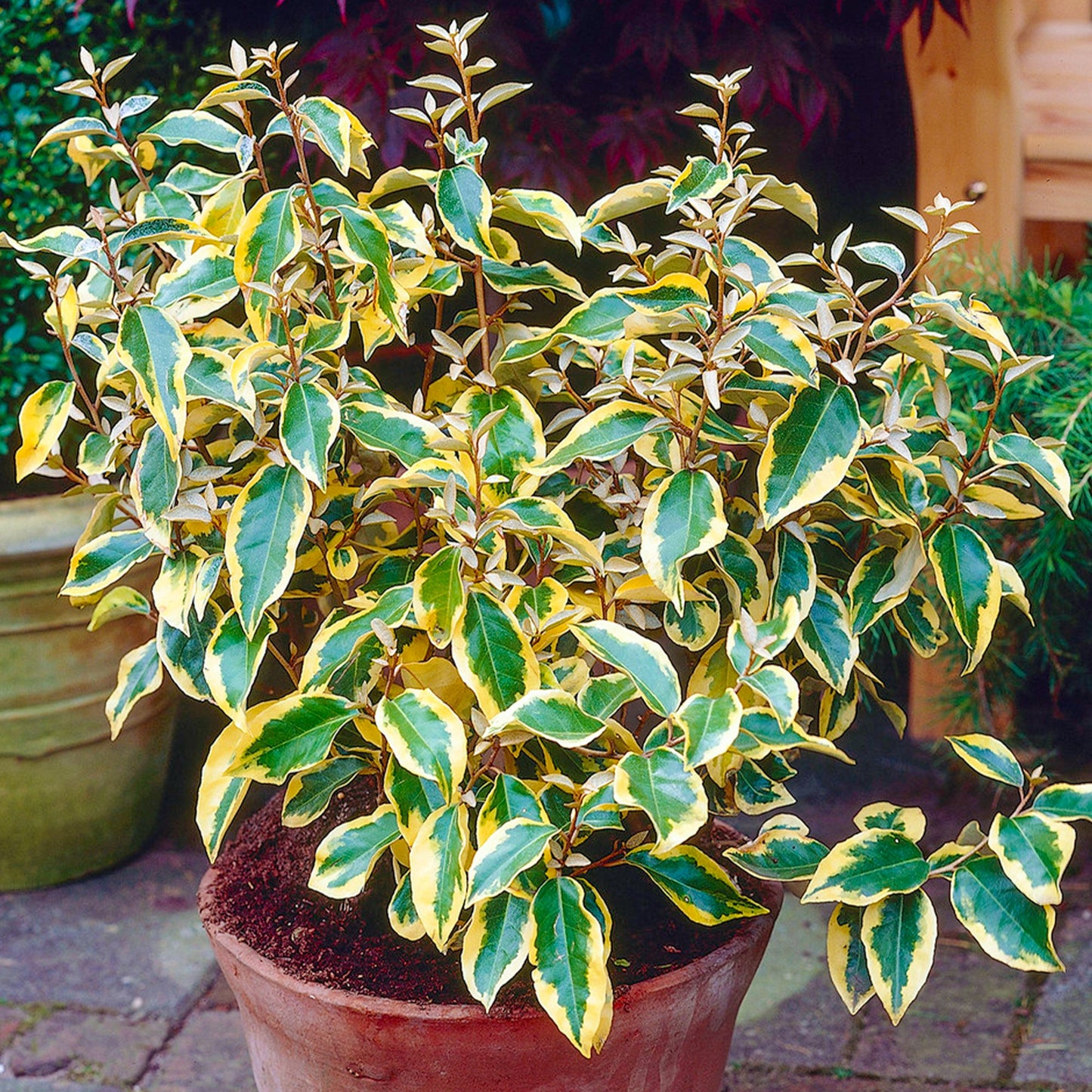 Elaeagnus 'Gilt Edge'
