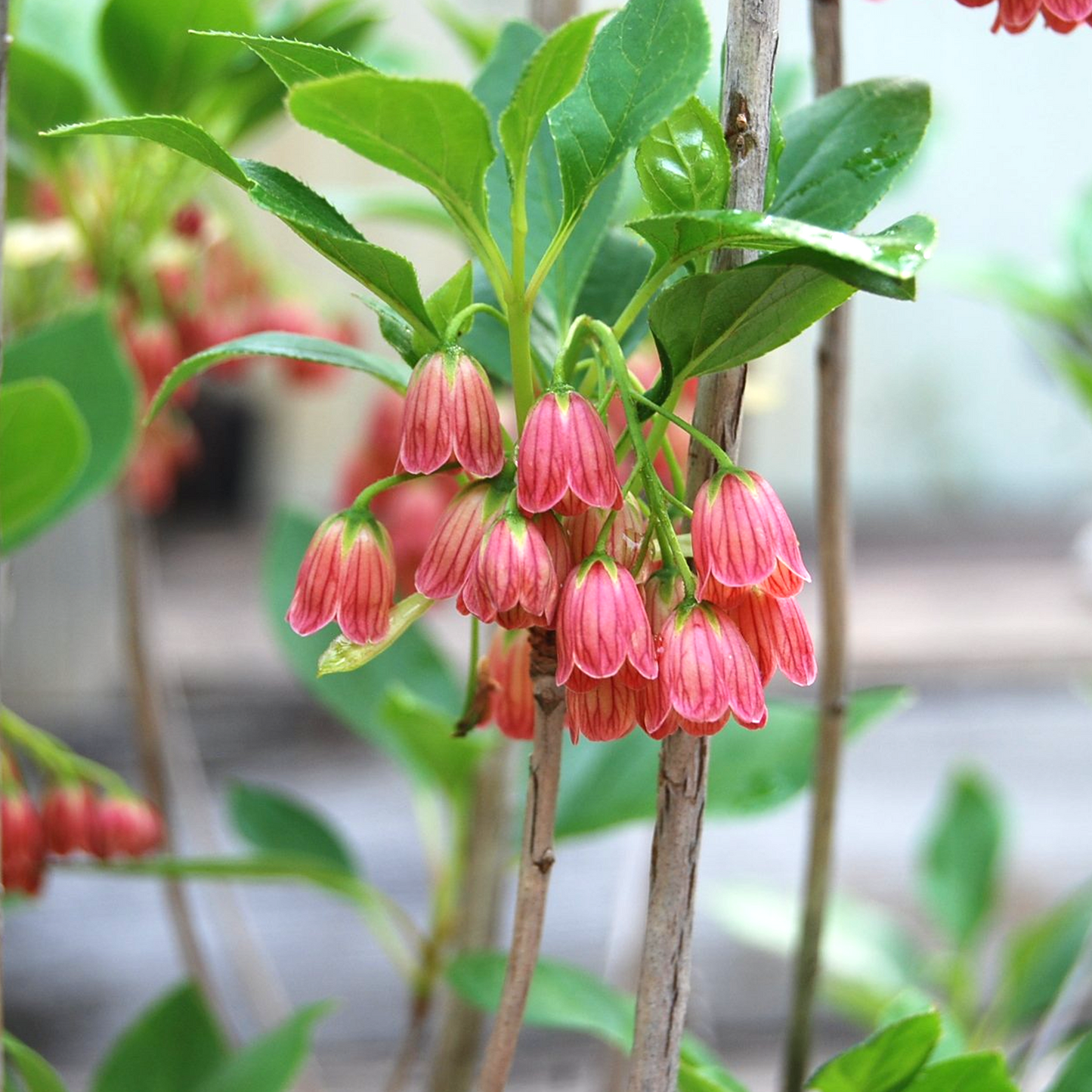 Enkianthus 'Red Bells'