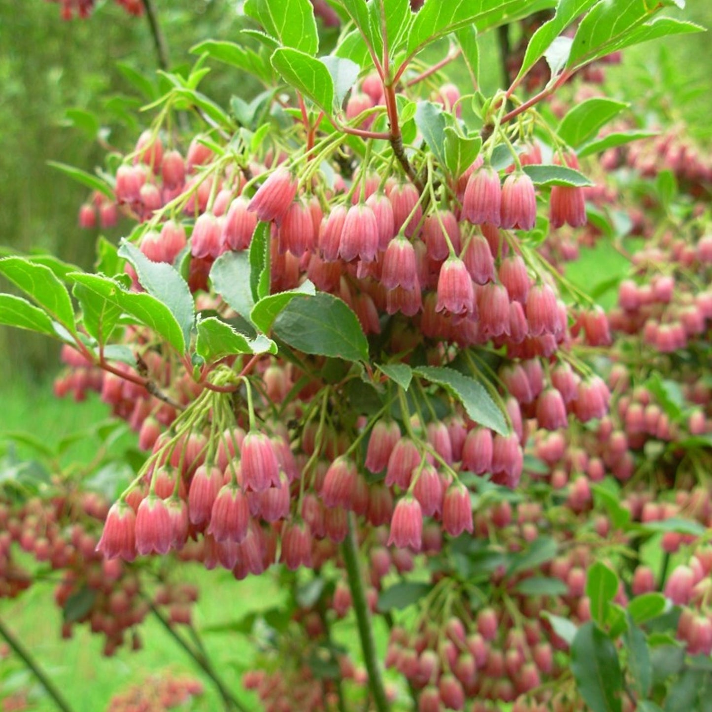 Enkianthus 'Pagoda'