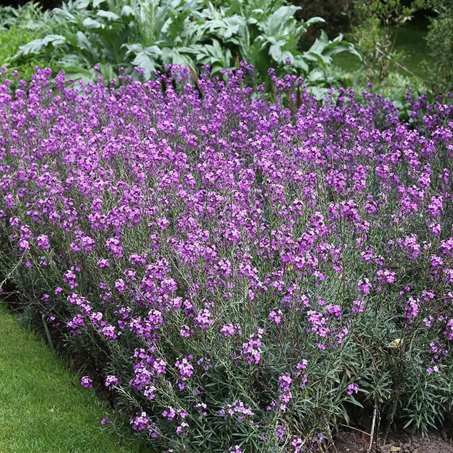 Erysimum 'Bowles's Mauve'