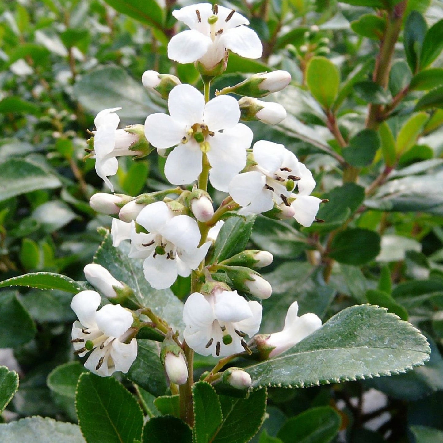 Escallonia 'Iveyi'