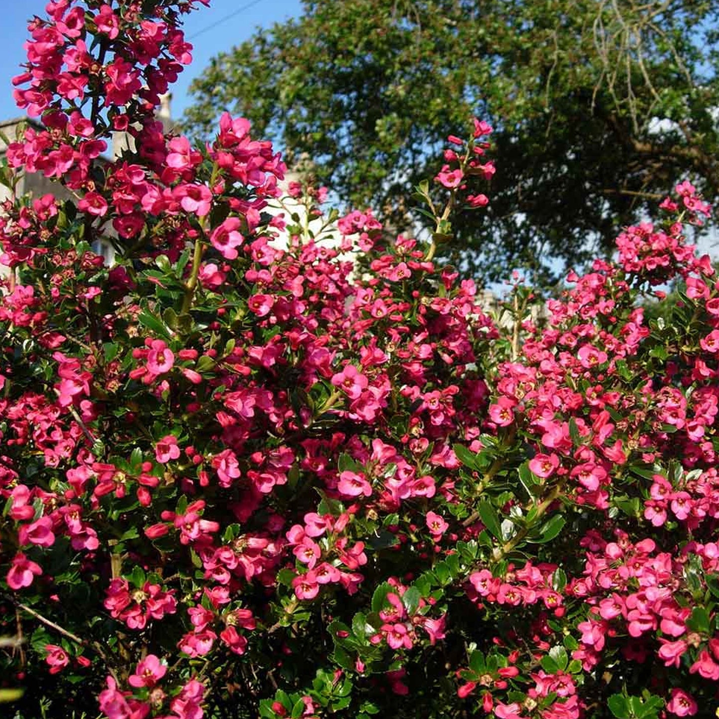Escallonia 'Red Knight'