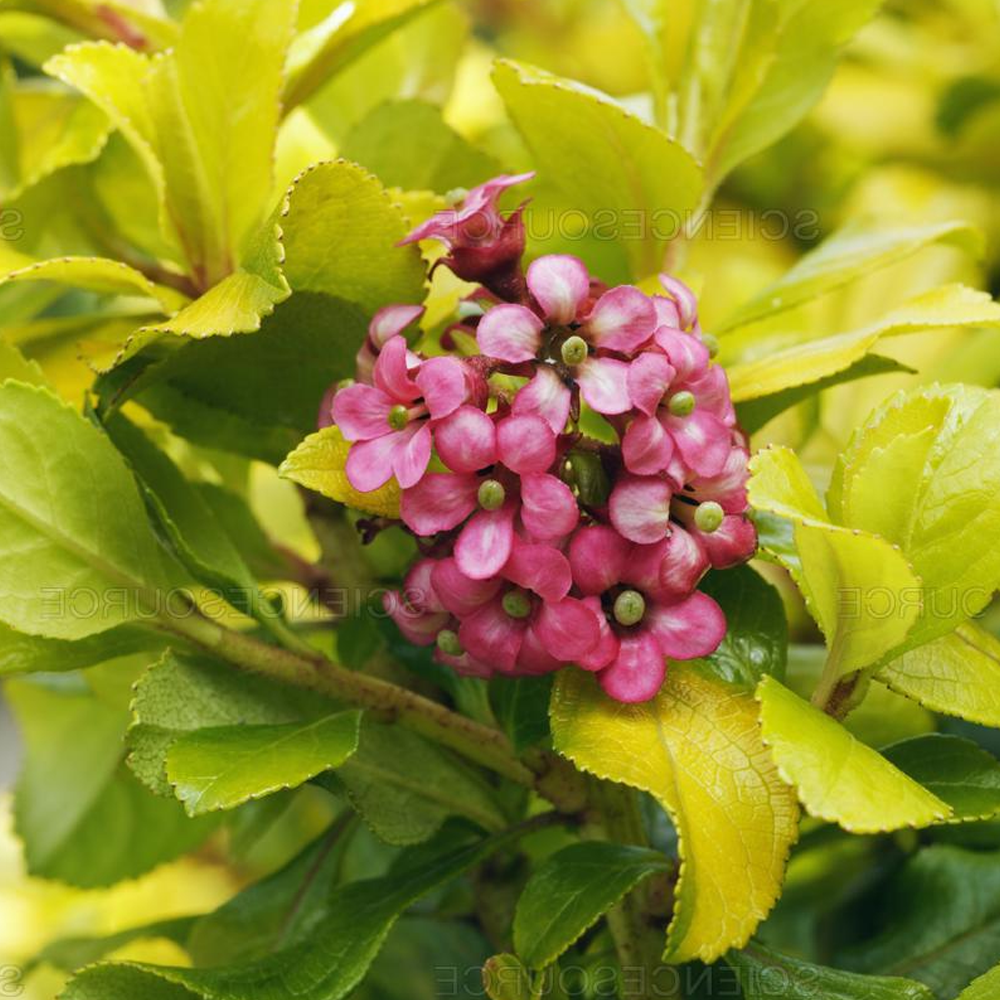 Escallonia 'Gold Ellen'