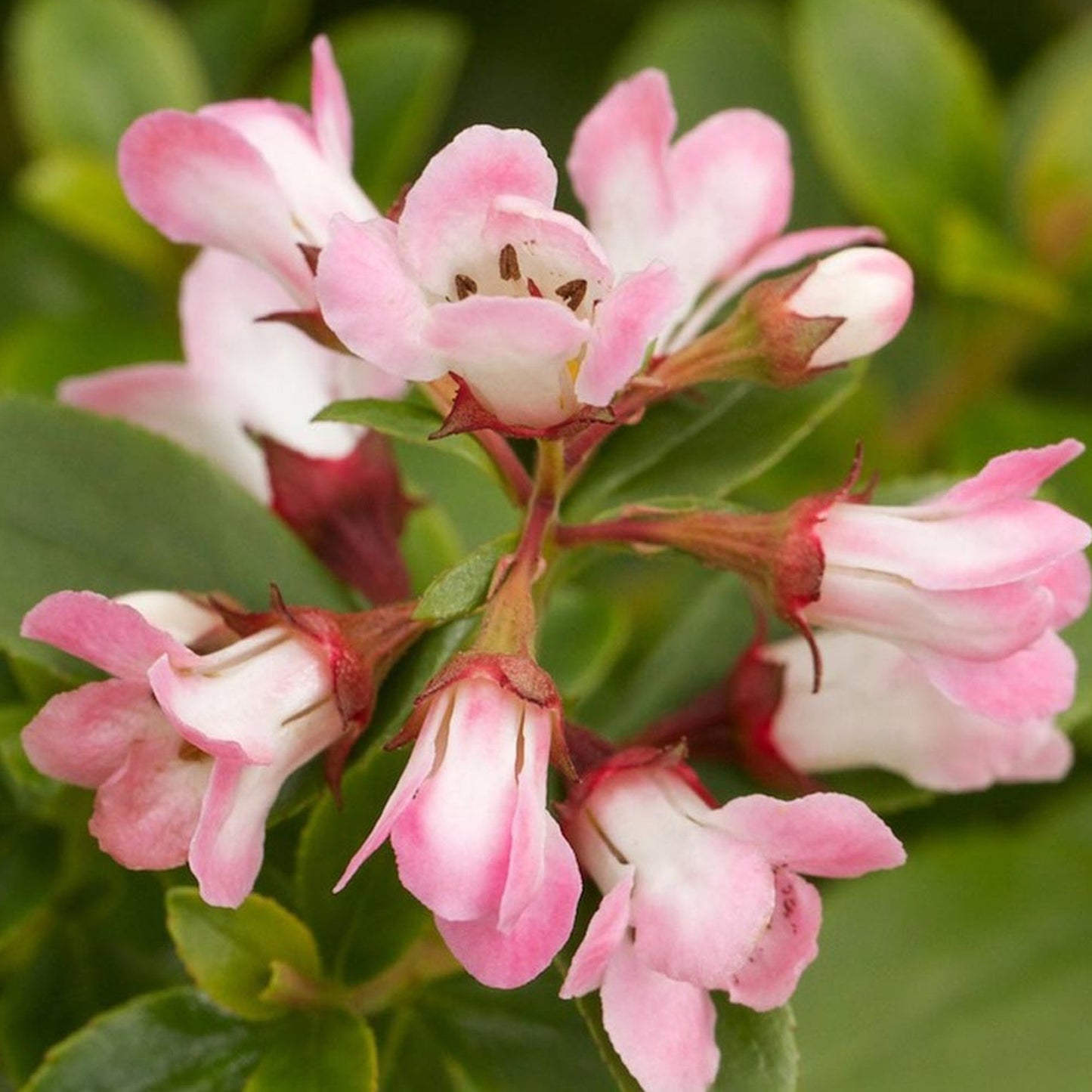 Escallonia 'Peach Blossom'
