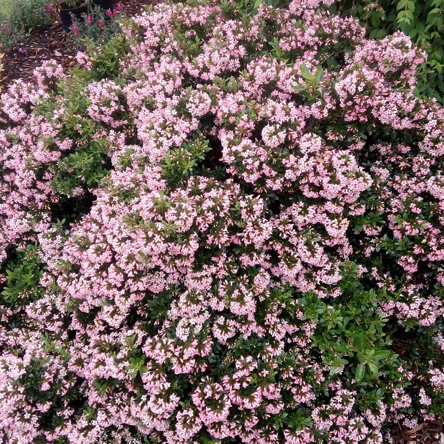 Escallonia 'Showstopper'