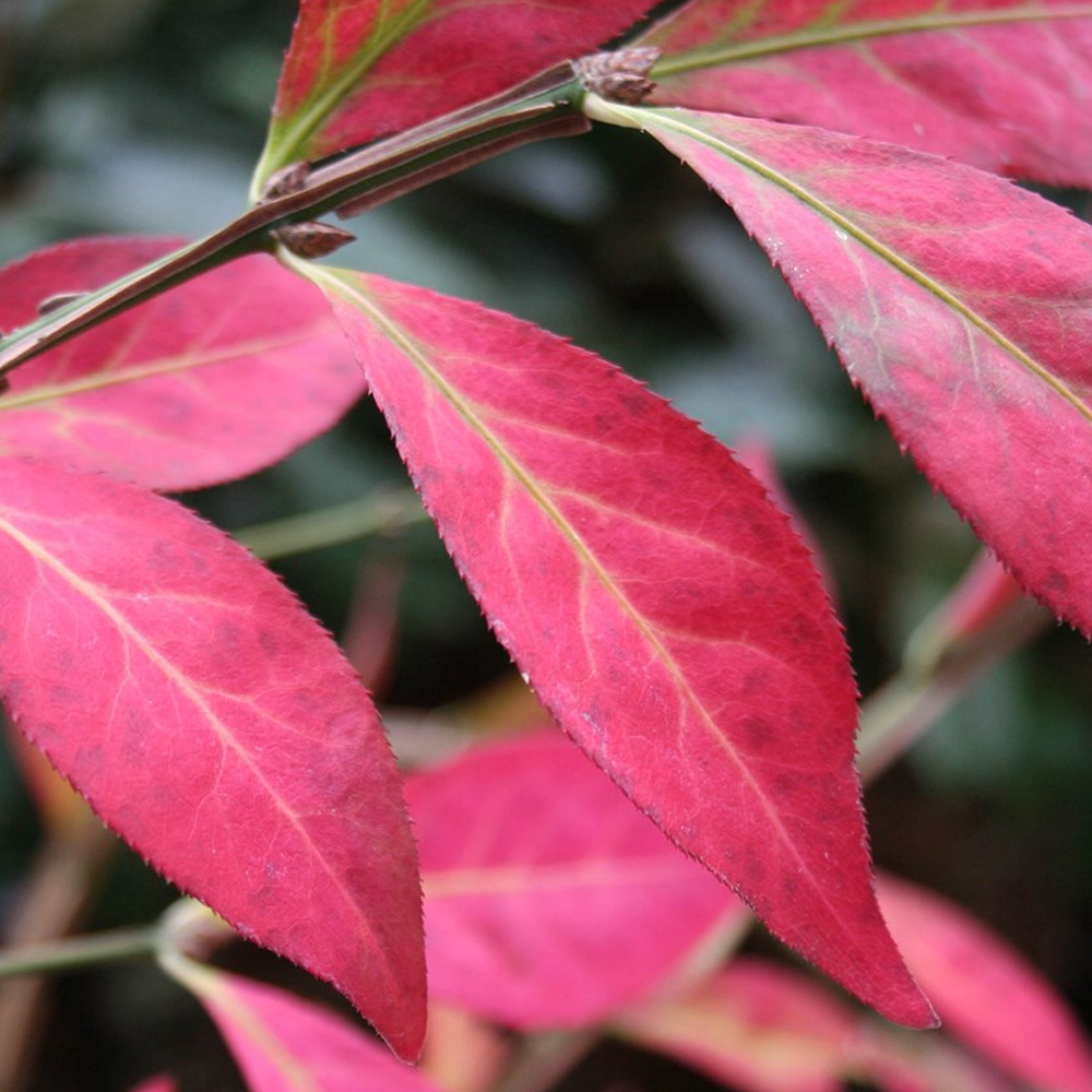 Euonymus alatus