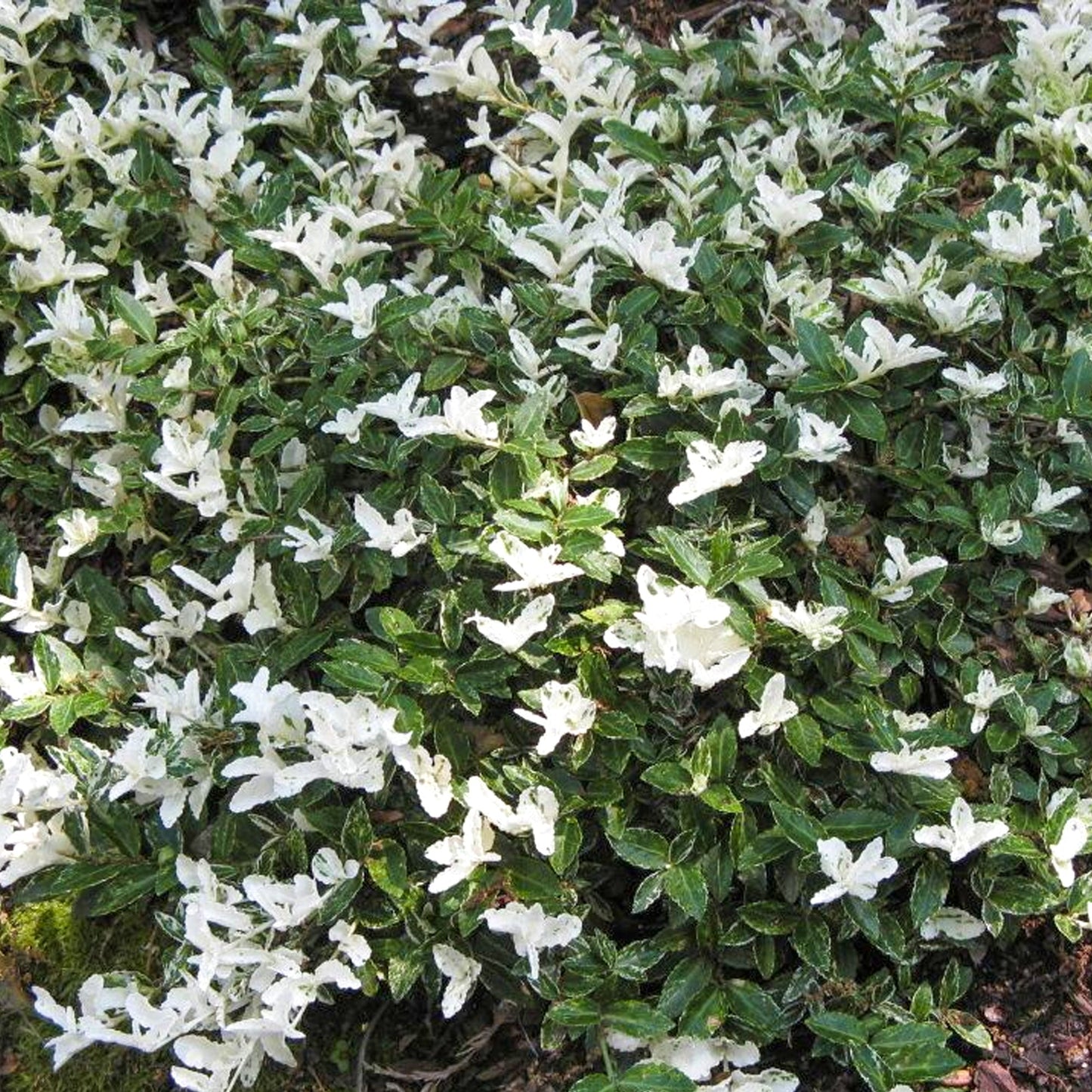 Euonymus 'Harlequin'