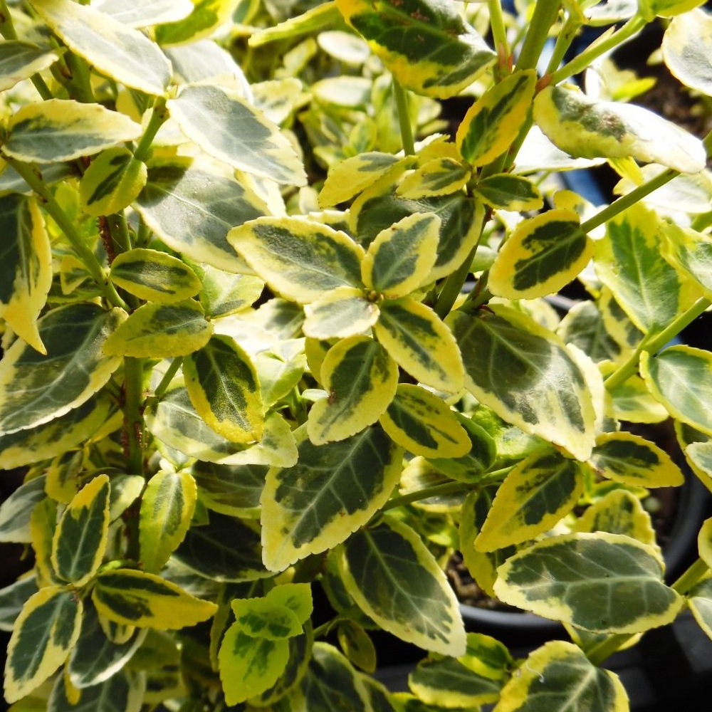 Euonymus 'Emerald Gold'