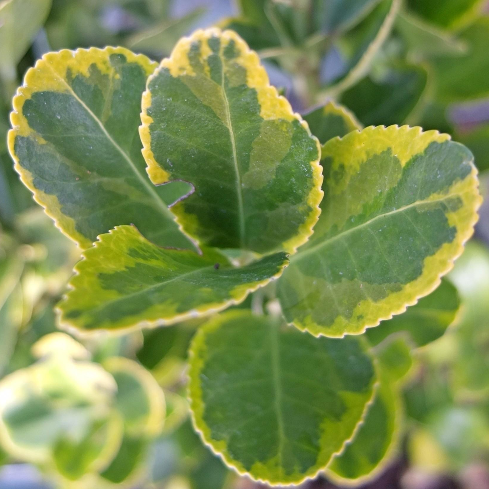 Euonymus 'Ovatus Aureus'