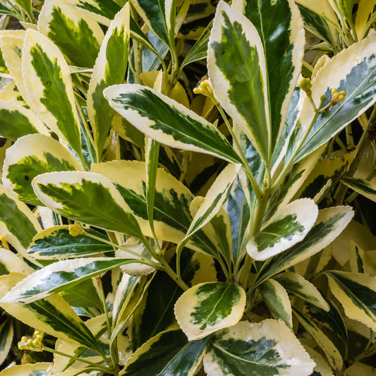 Euonymus 'Bravo'