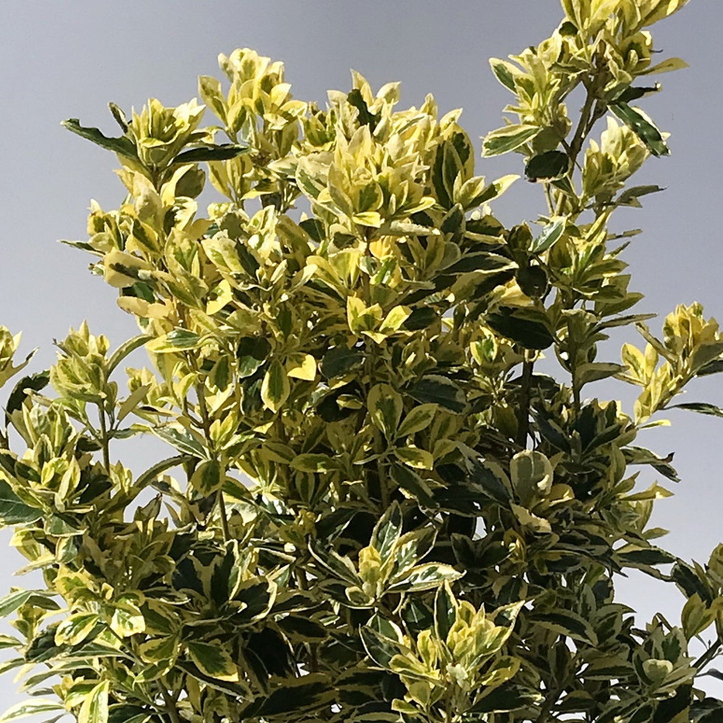 Euonymus 'Bravo'