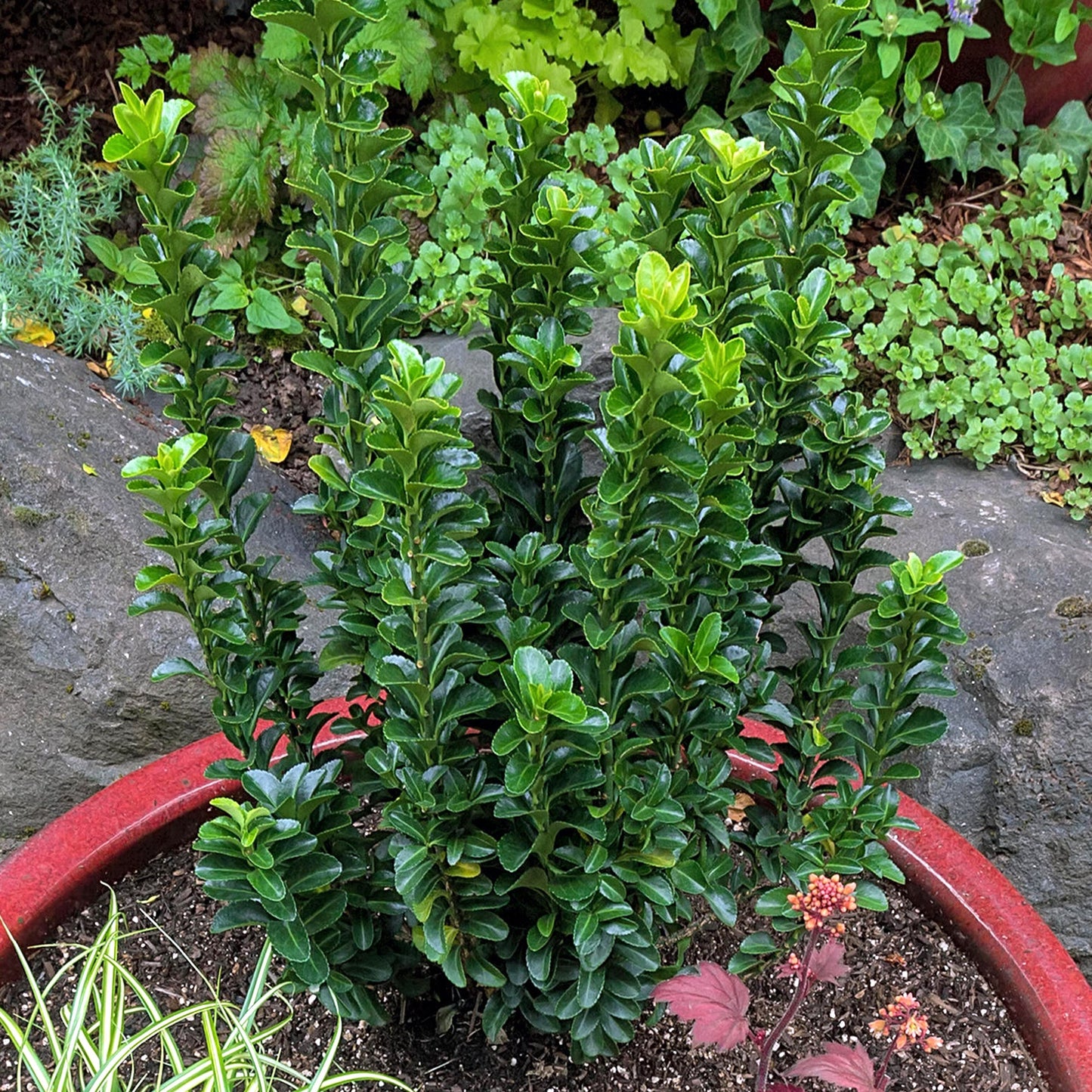Euonymus 'Green Spire'