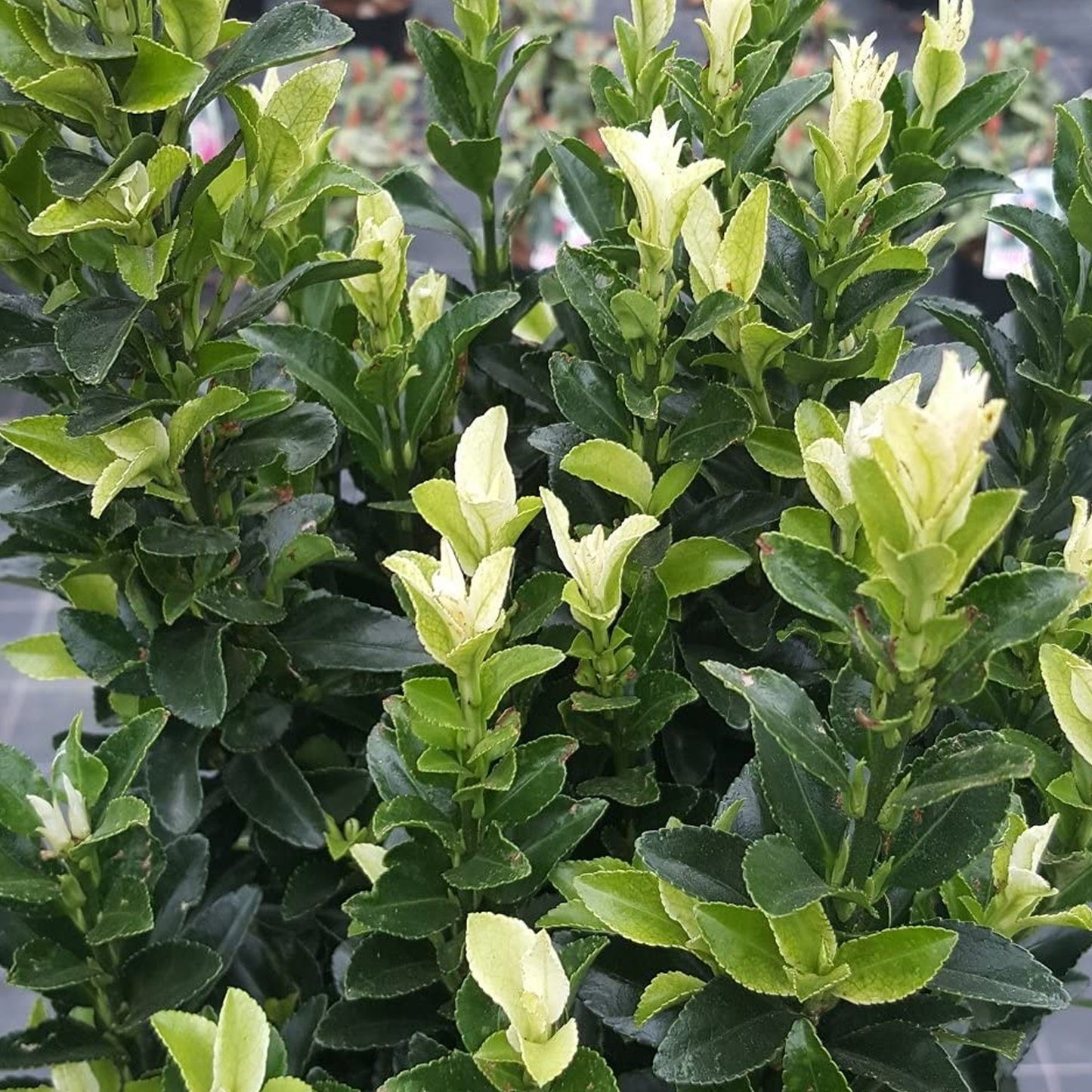 Euonymus 'Paloma Blanca'