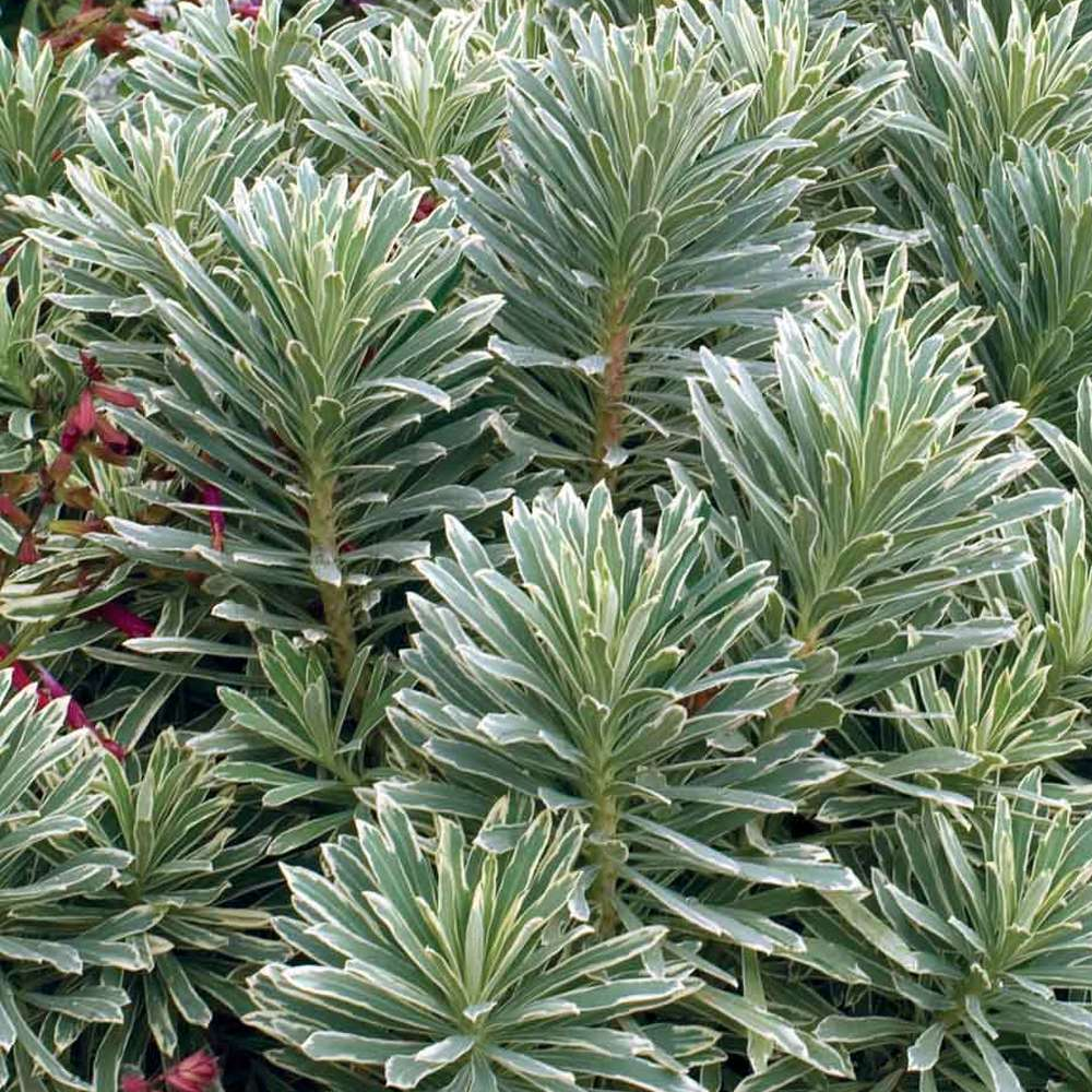 Euphorbia 'Silver Swan'