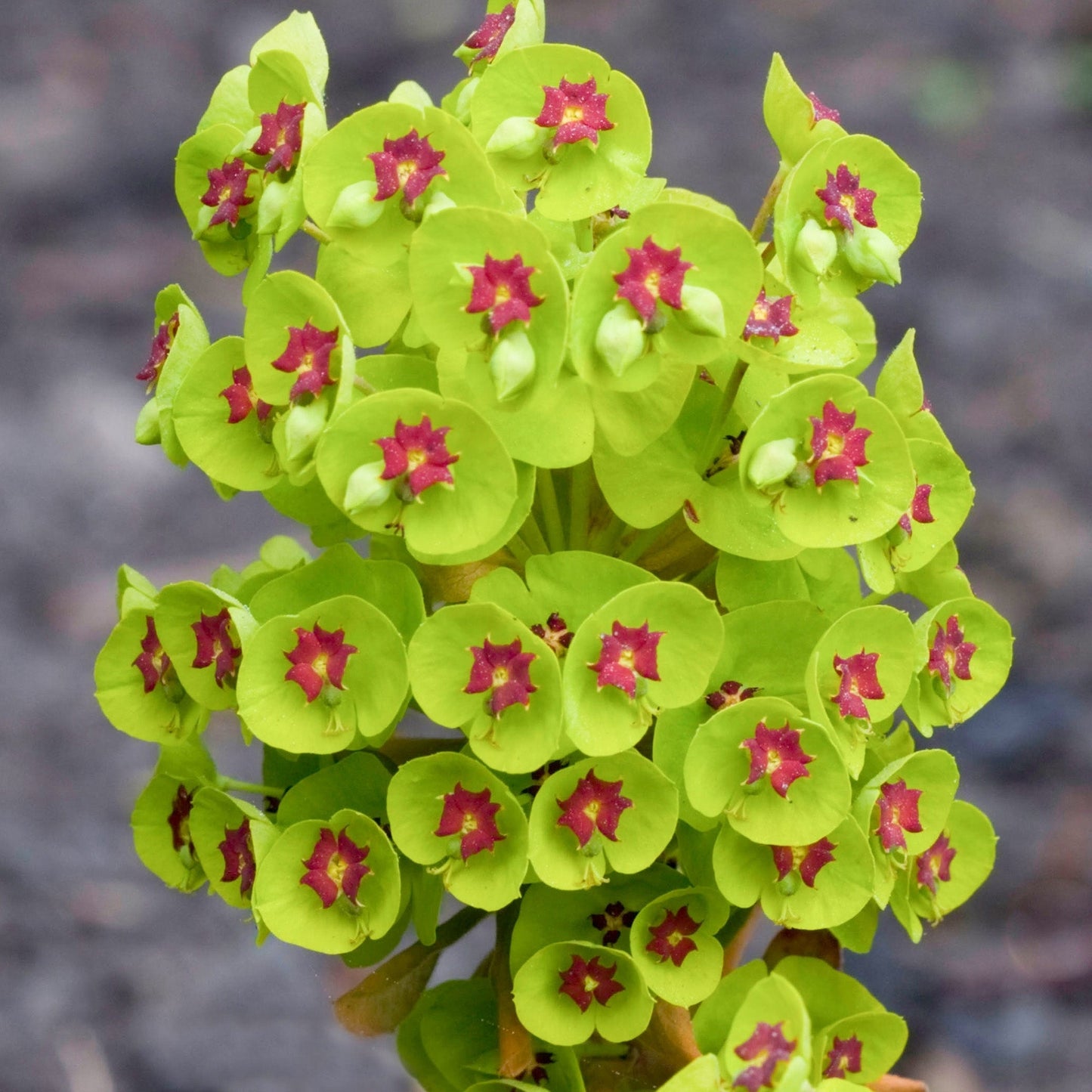 Euphorbia 'Kolibri'