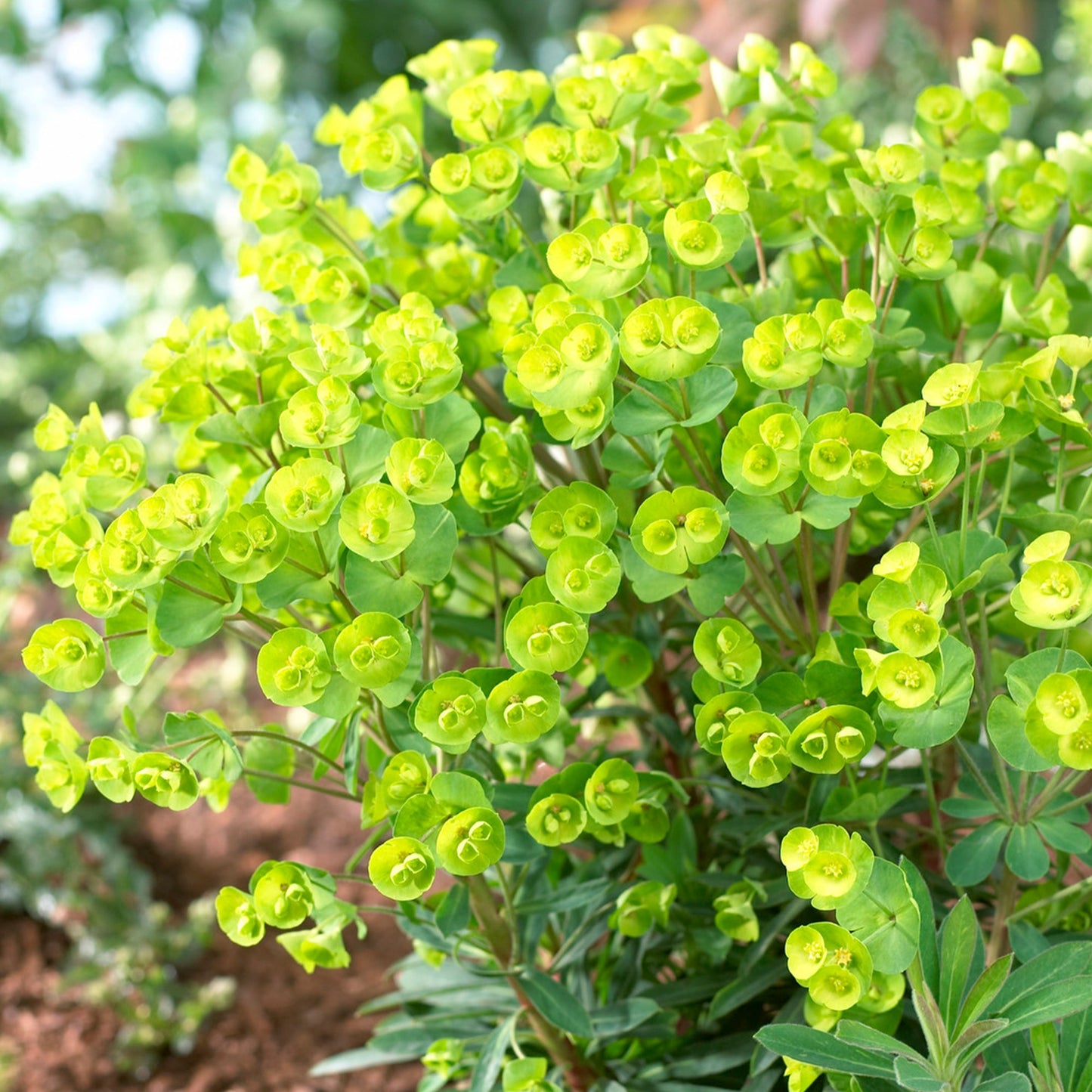 Euphorbia 'Redwing'