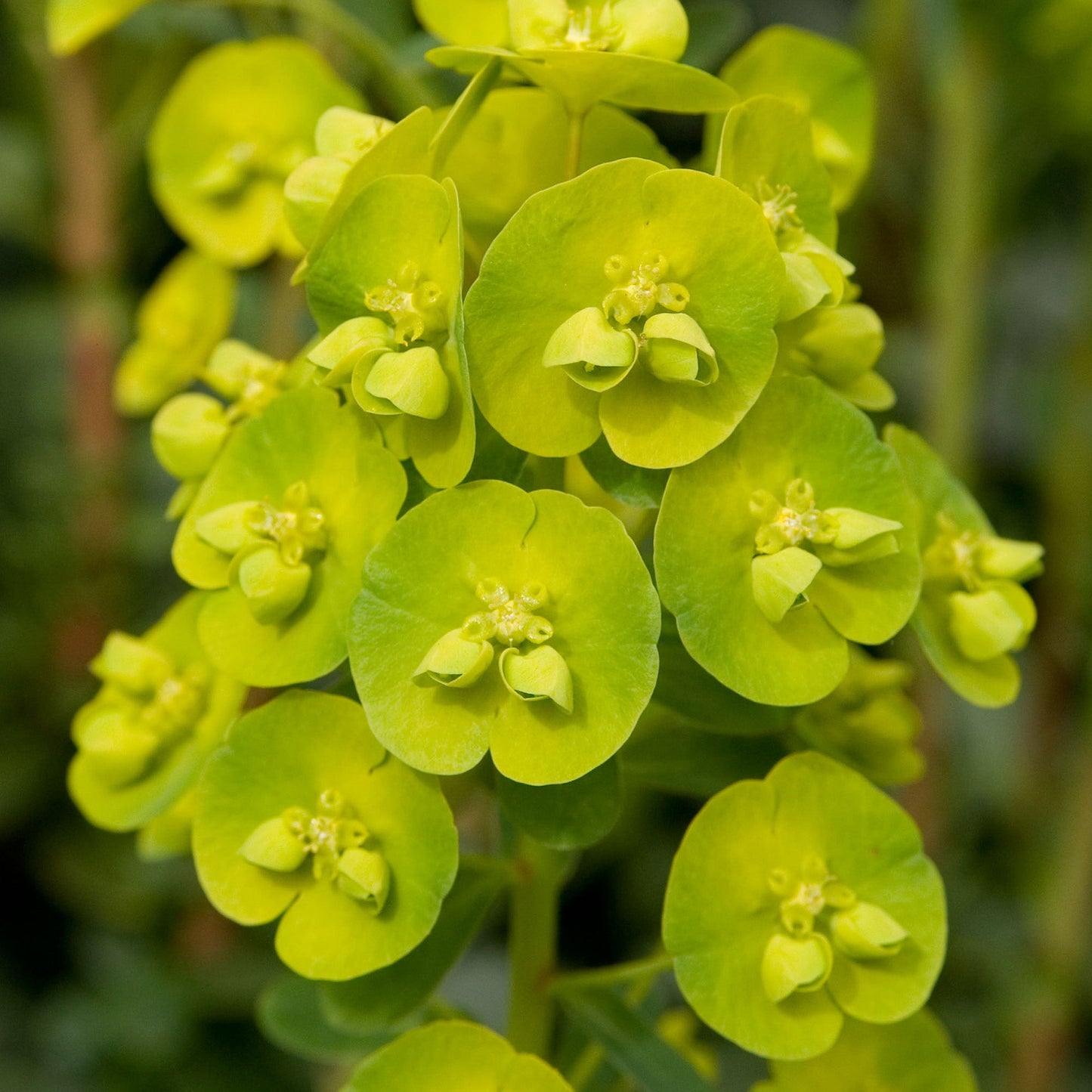 Euphorbia 'Robbiae'