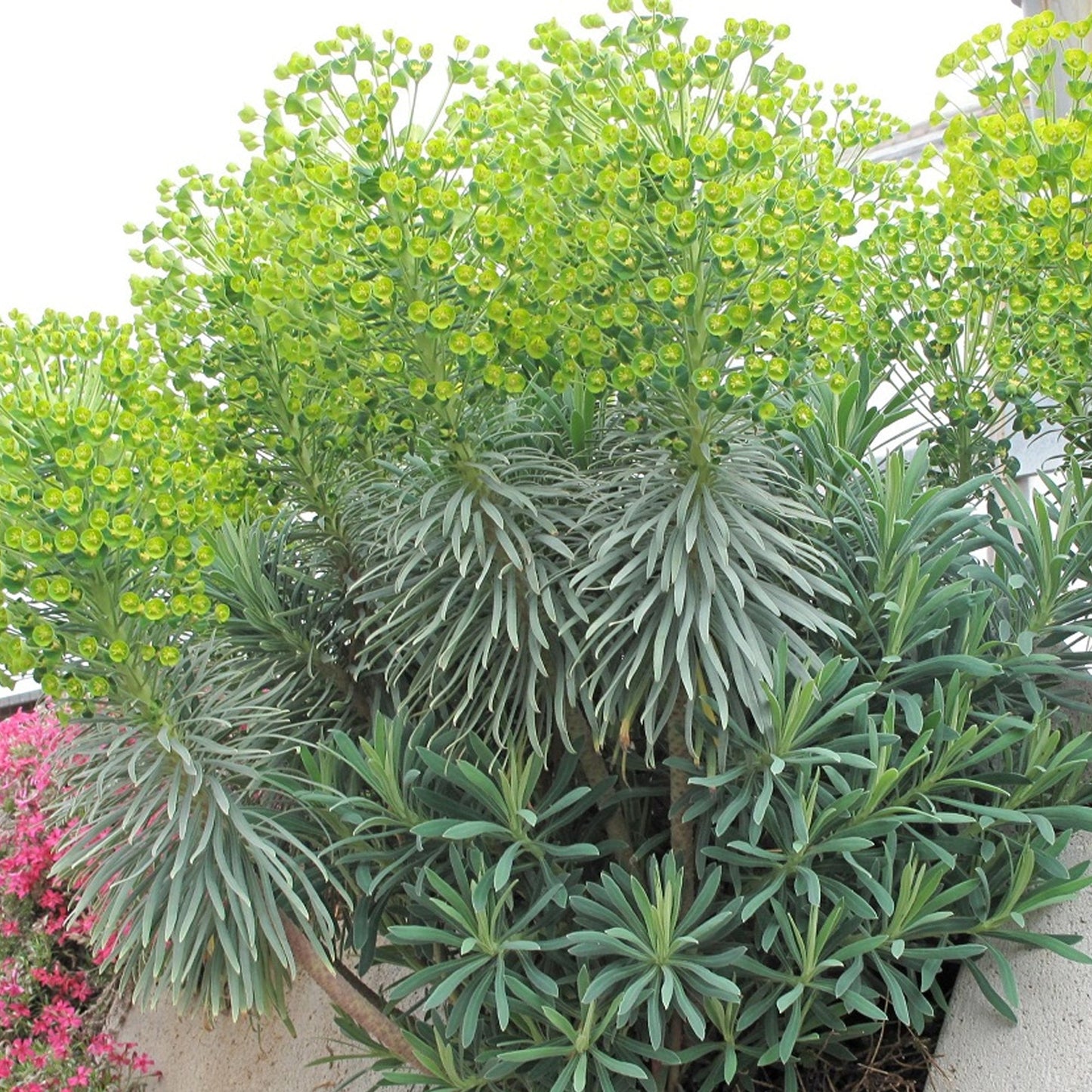 Euphorbia 'Shorty'