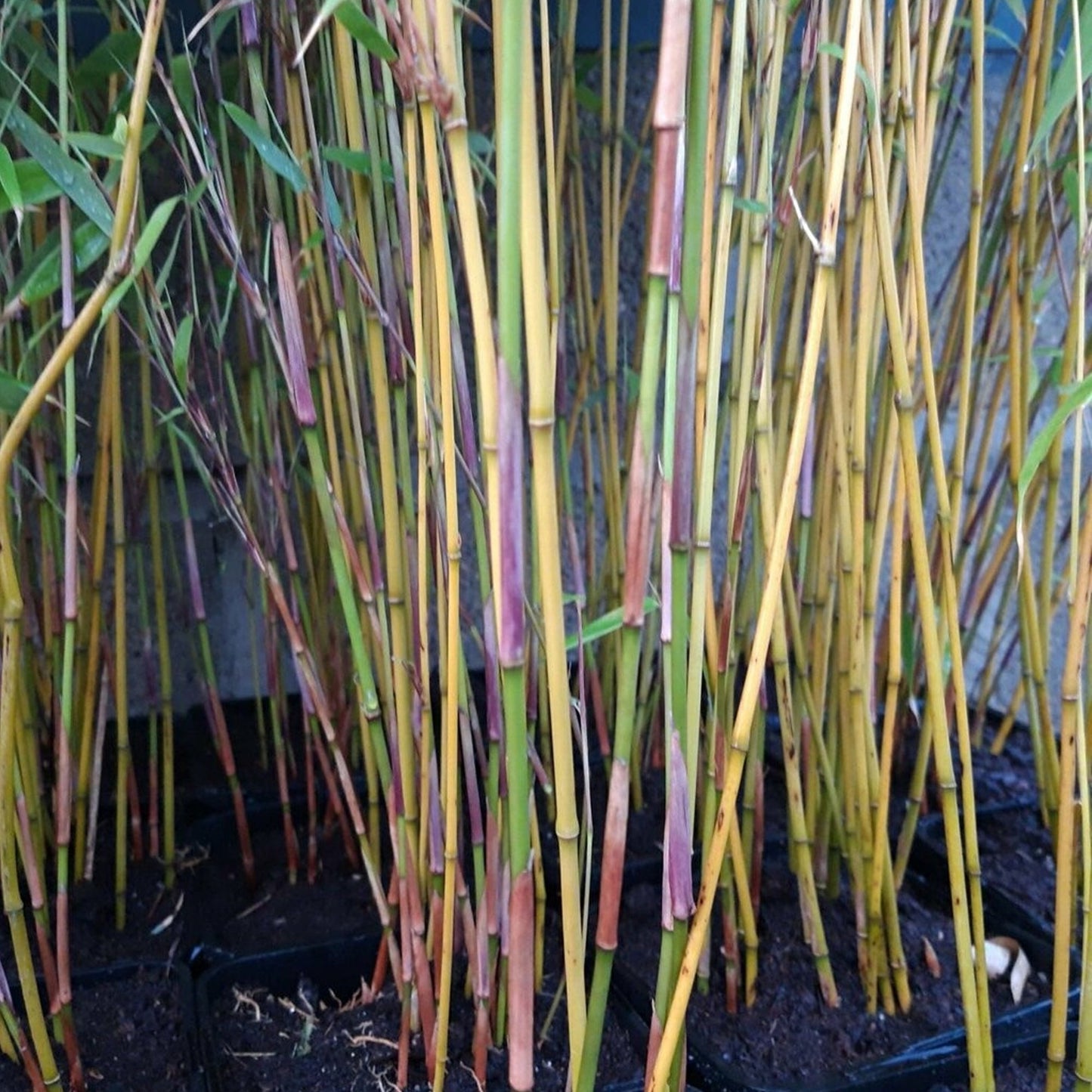 Fargesia murielae