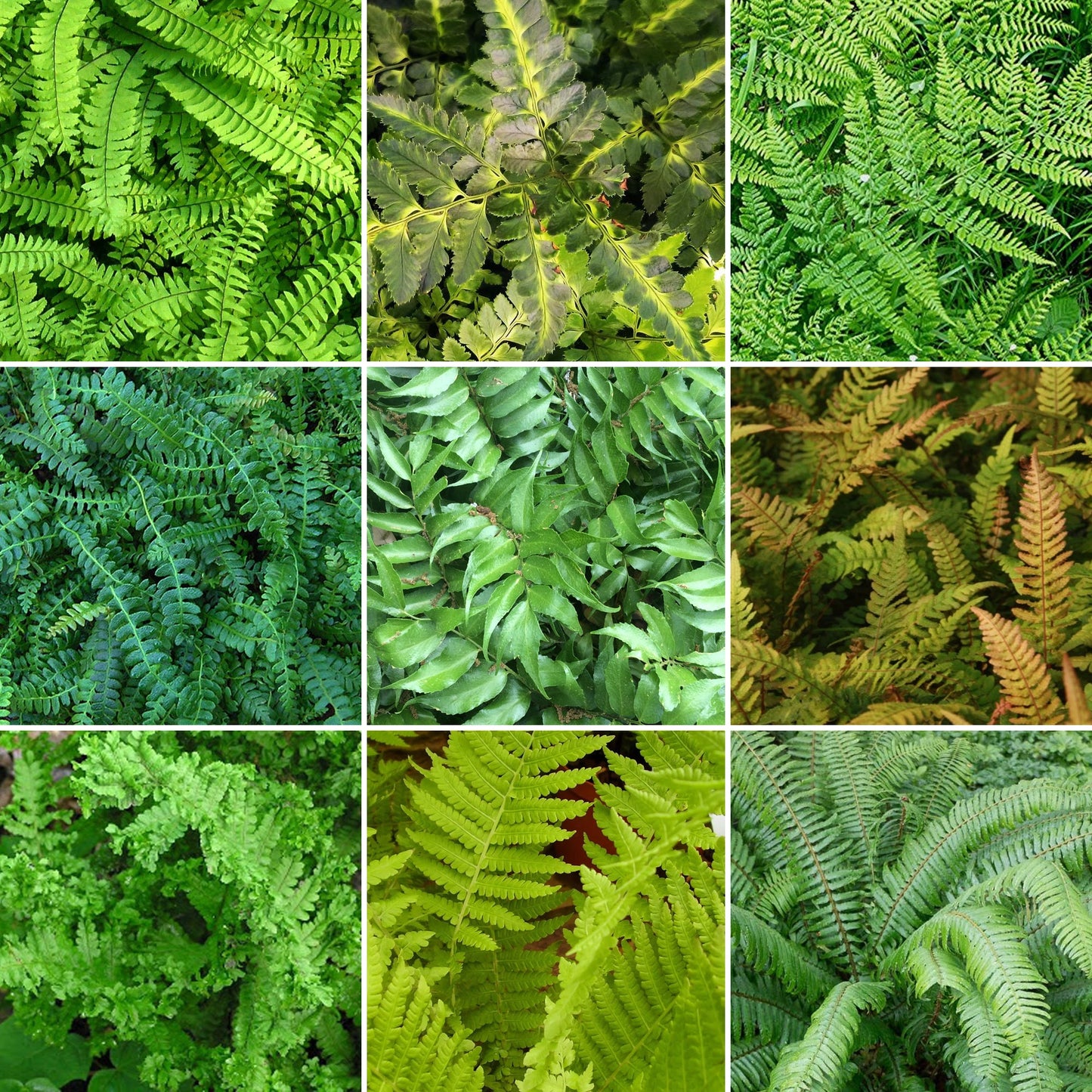 Fern Mix