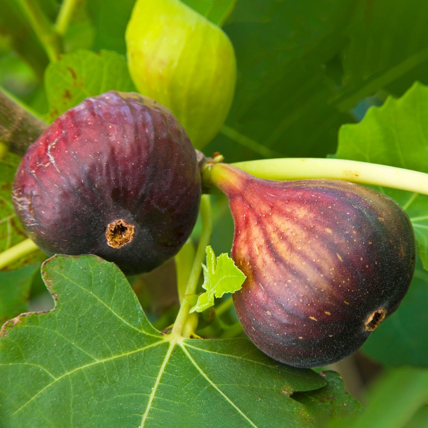Ficus 'Brown Turkey'