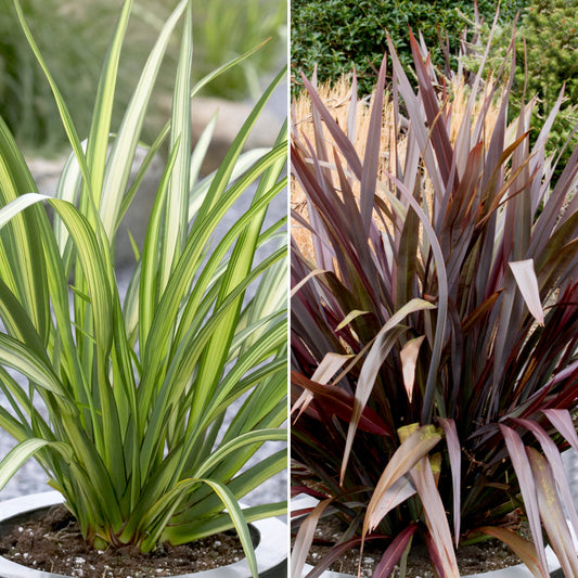 Evergreen Phormium Pair