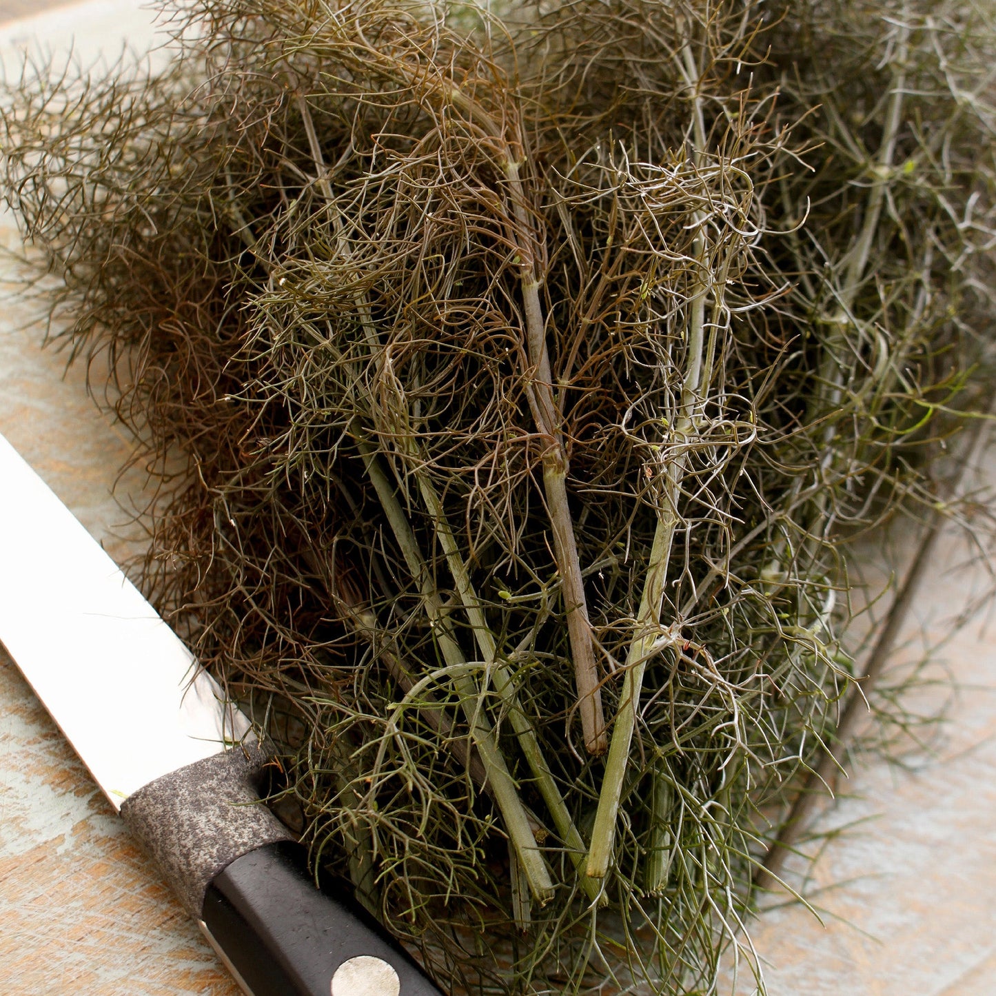 Fennel Bronze