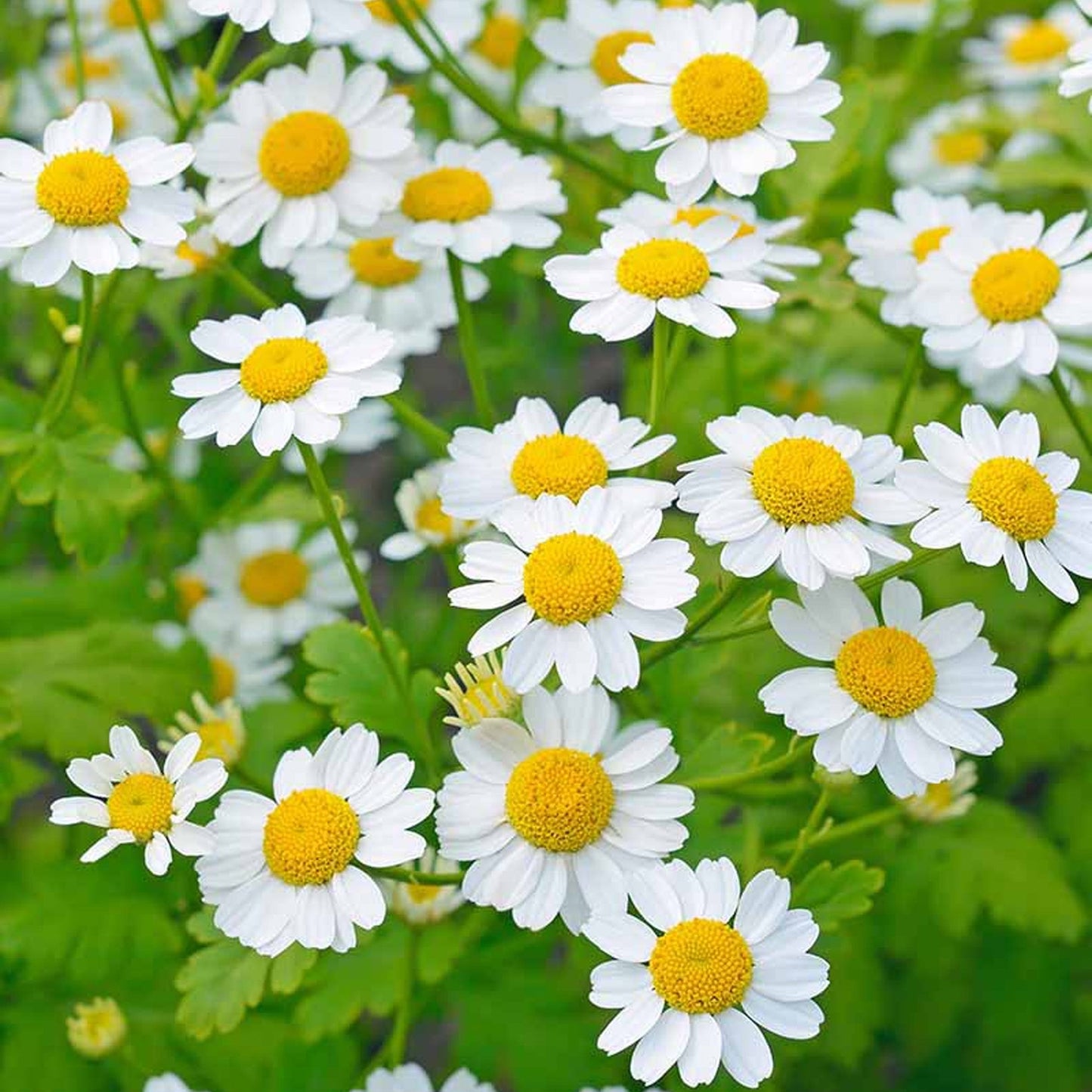 Feverfew Golden