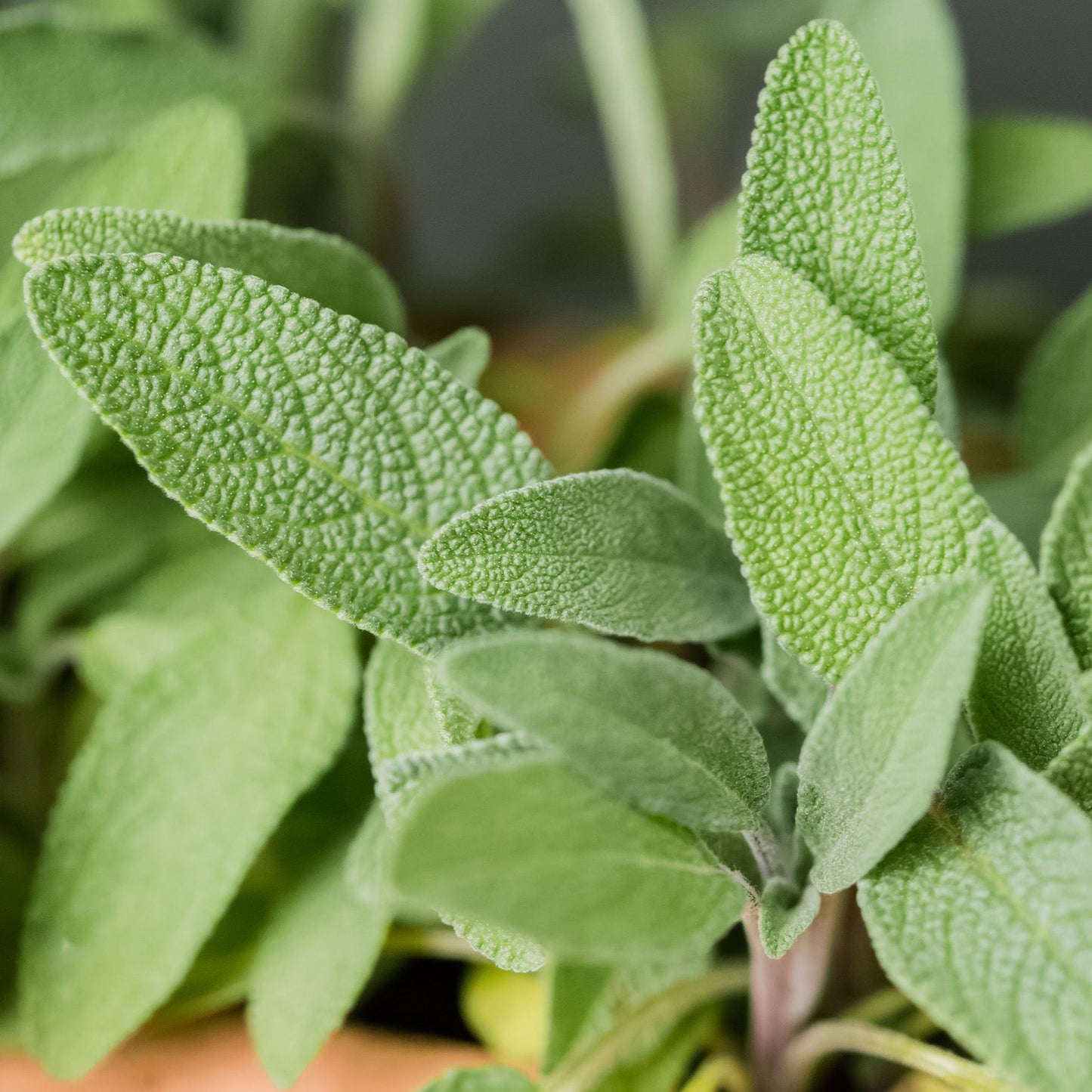 English Sage