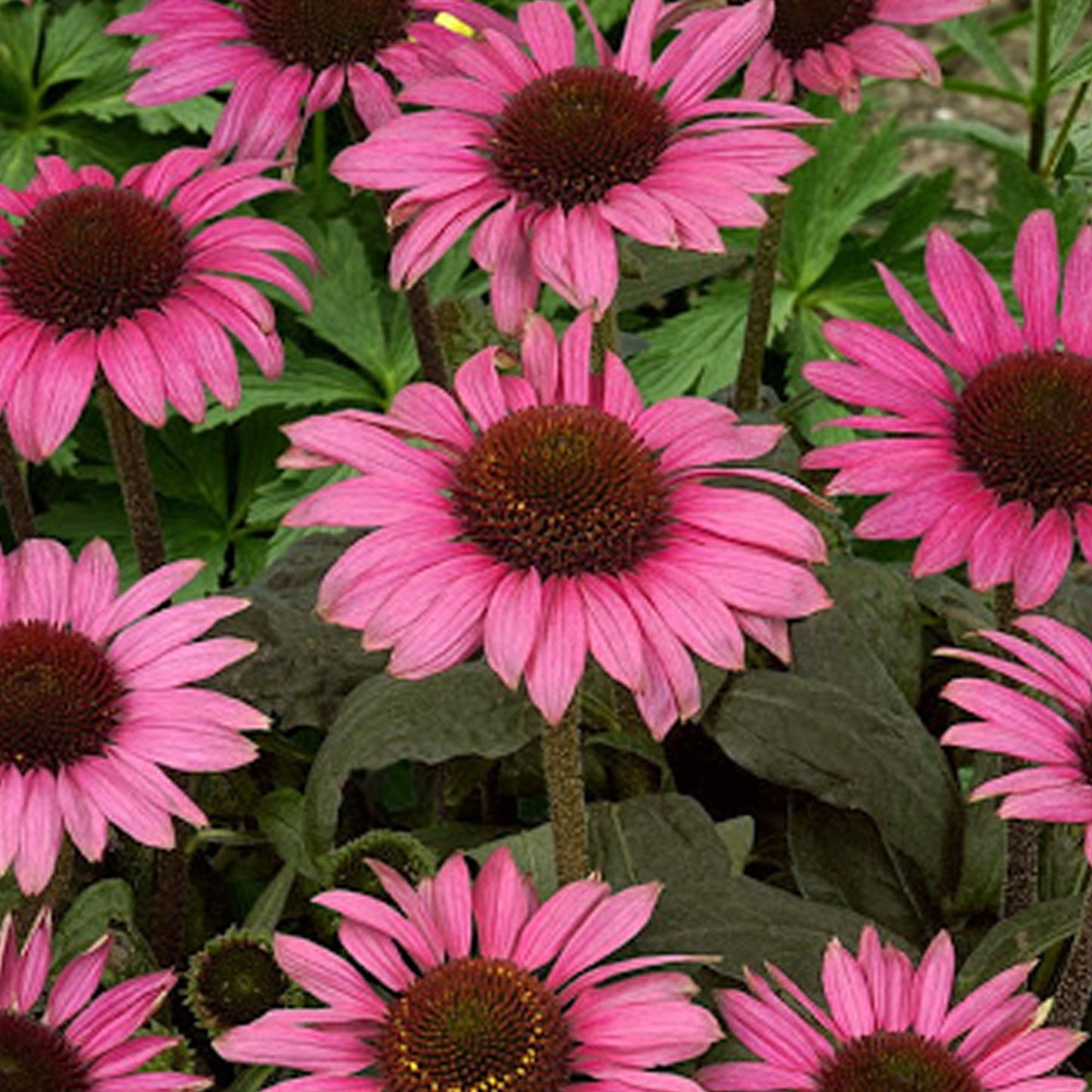 Echinacea 'Little Magnus'