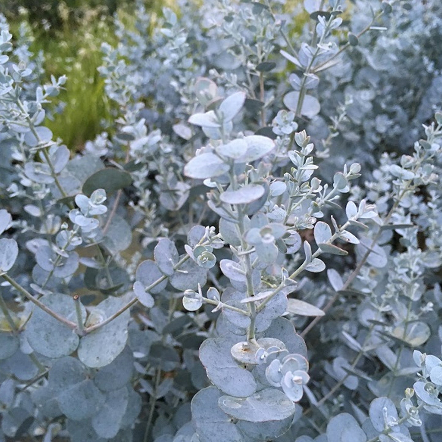 Eucalyptus 'Silverana'